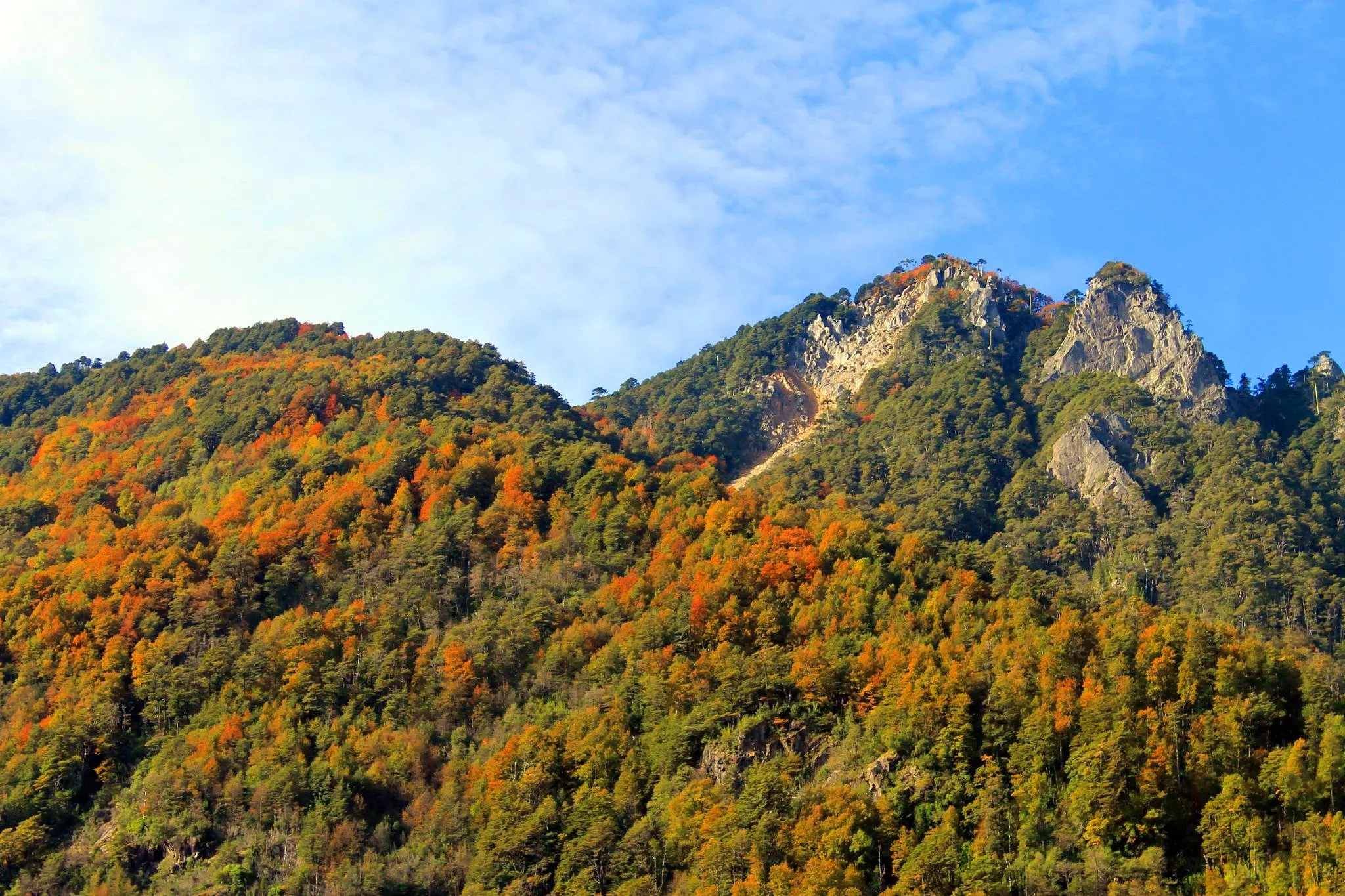 Bosque en otoño en Curarrehue.