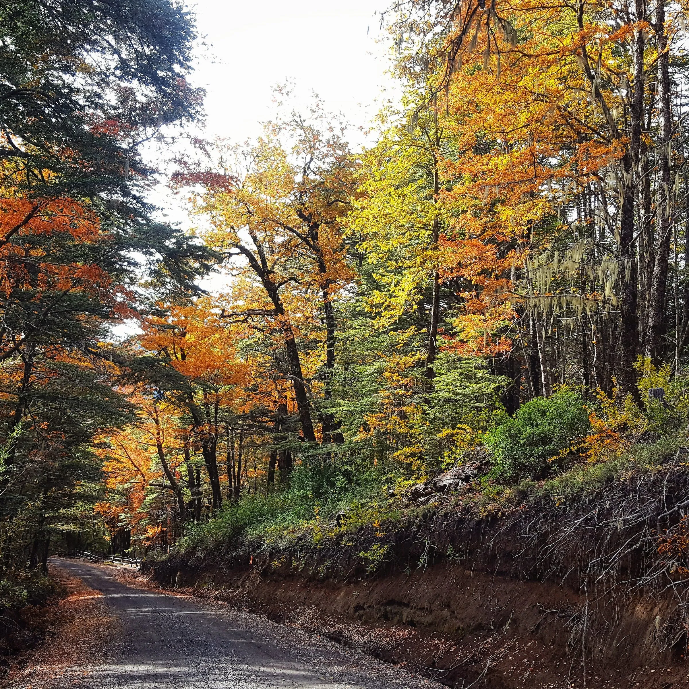 Camino a Palguín, Parque Nacional Villarrica.